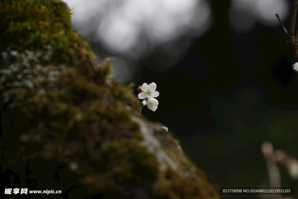 古树干上的樱花