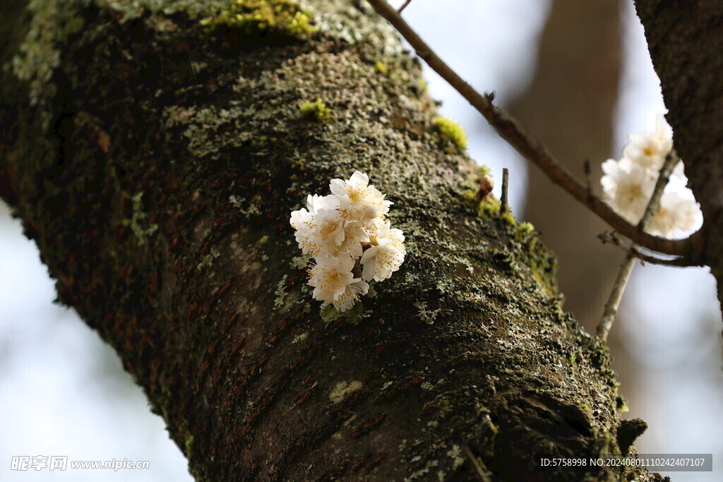大树干上的樱花