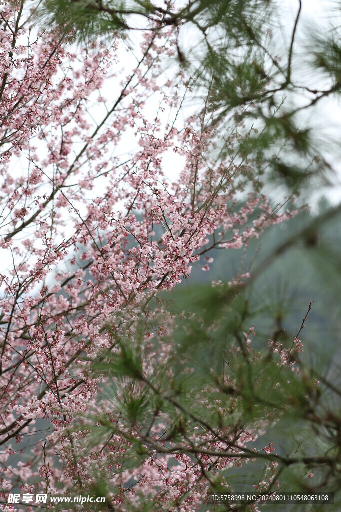 粉红色樱花盛开