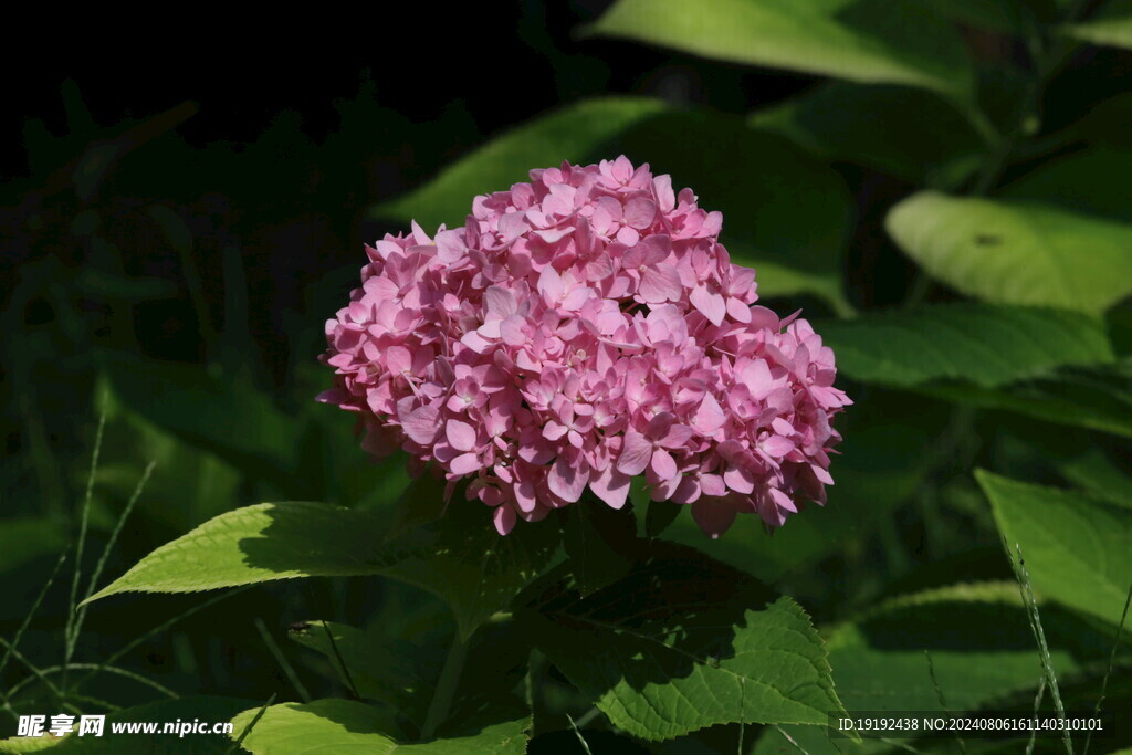 绣球花 
