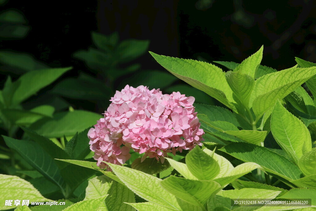 绣球花  