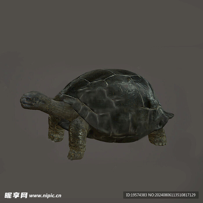 C4D模型 乌龟