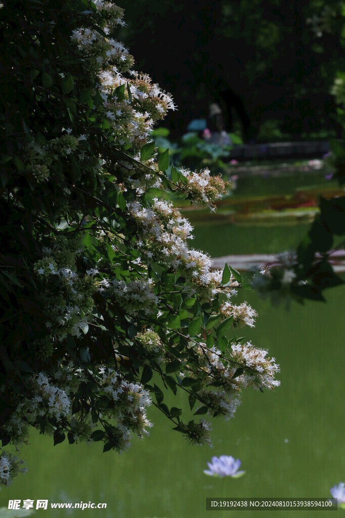 糯米条  