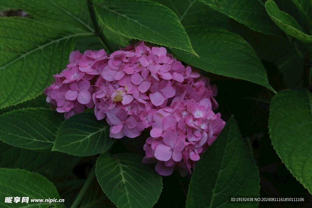 绣球花 