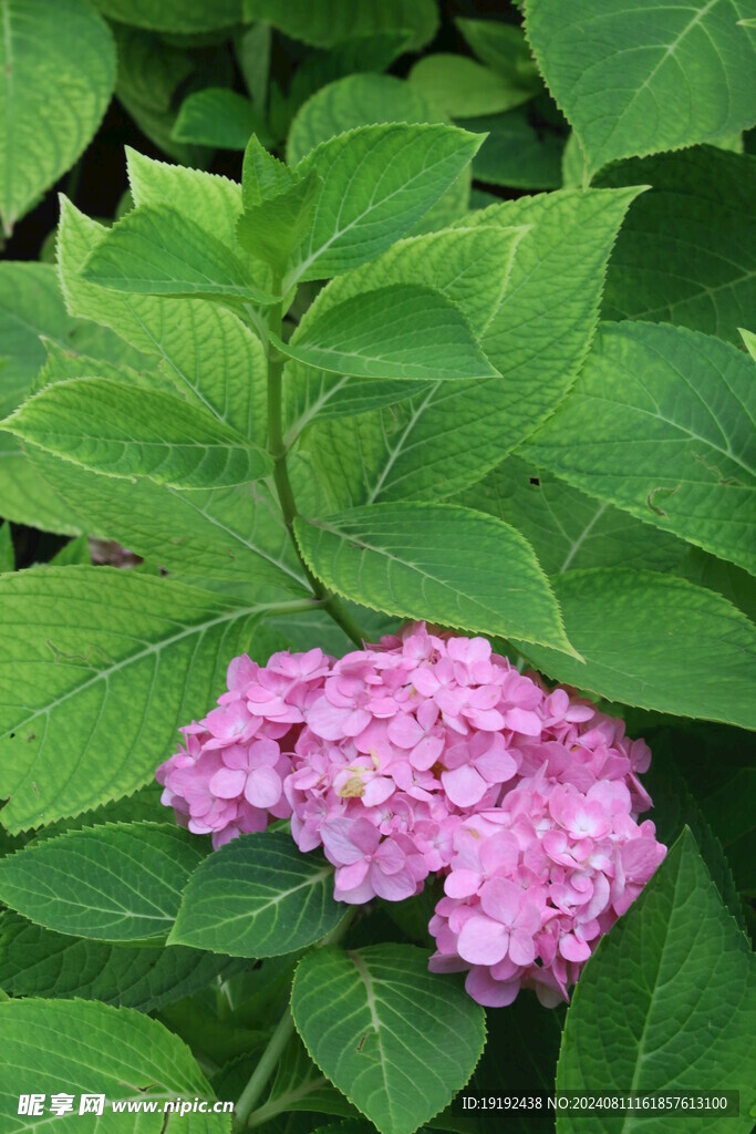 绣球花 