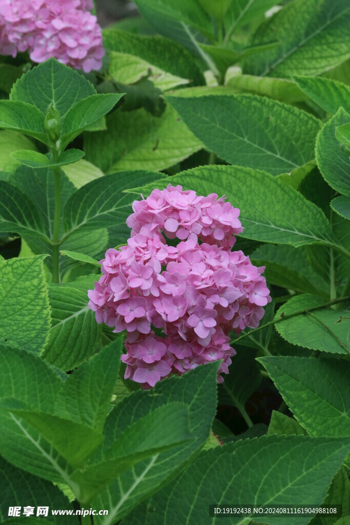 绣球花  