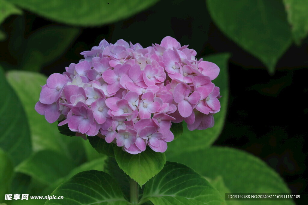 绣球花 
