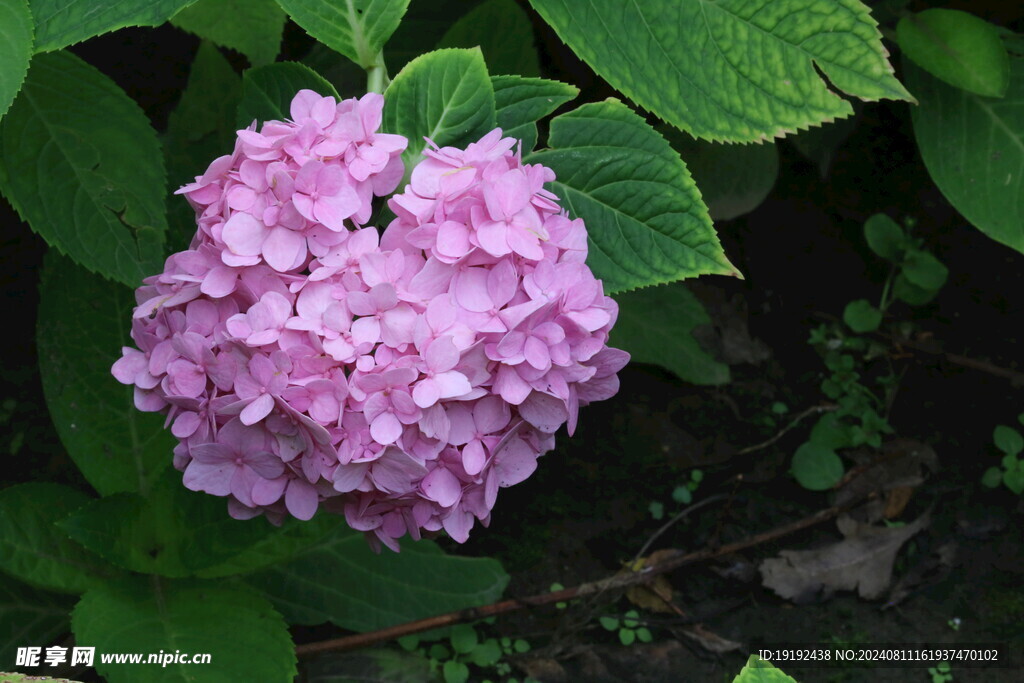 绣球花 
