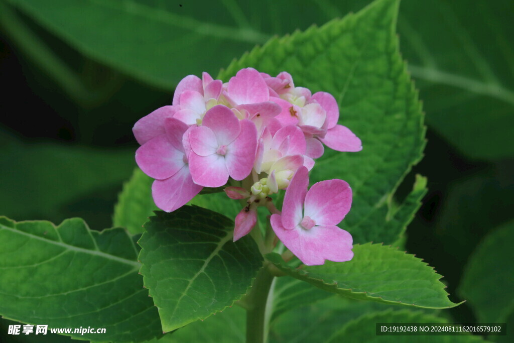 绣球花 