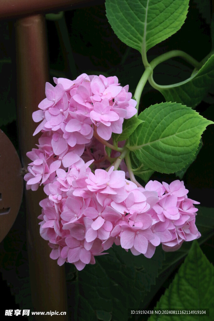 绣球花 