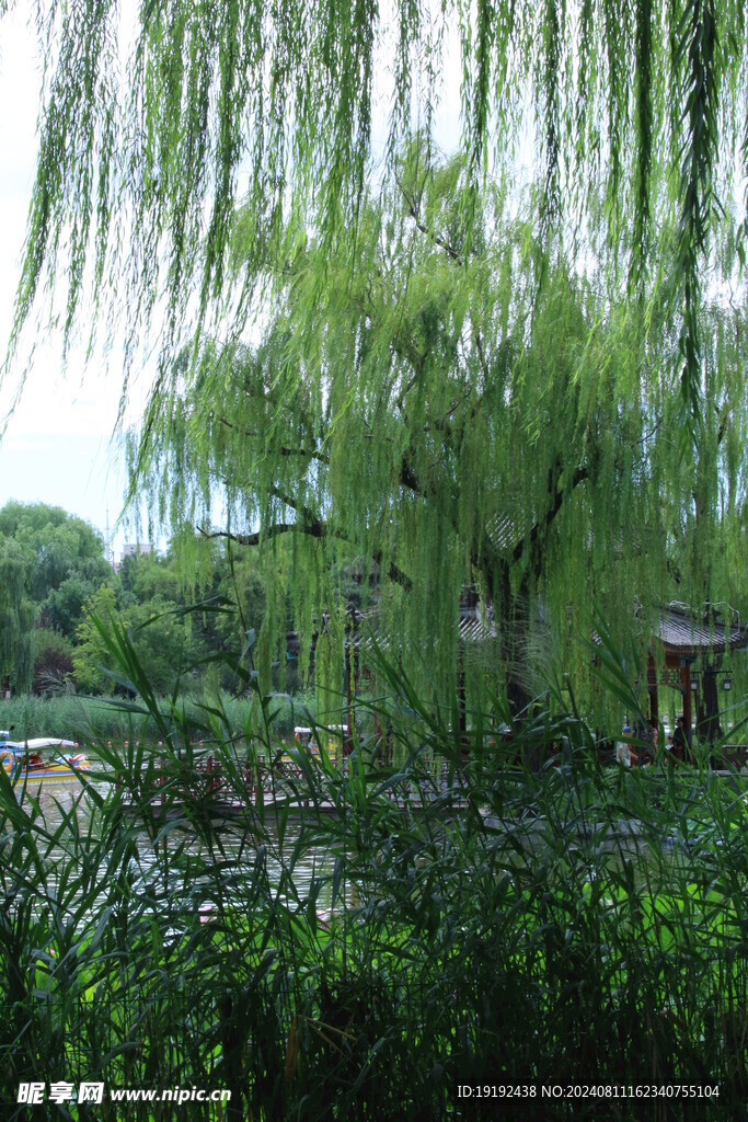 垂柳风景 