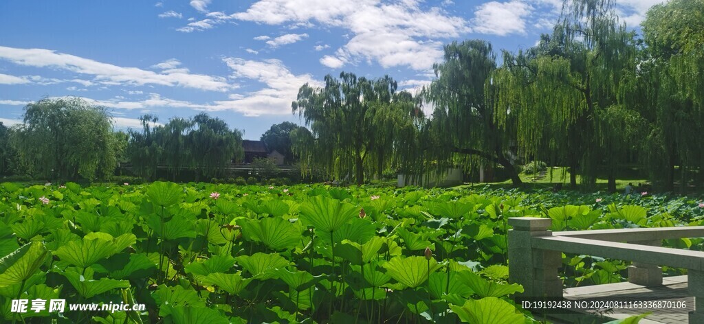 公园风景 
