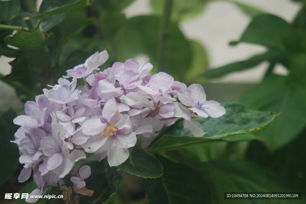 绣球花