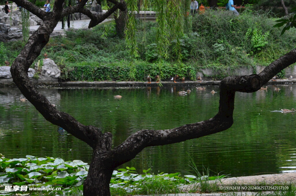 公园风景  