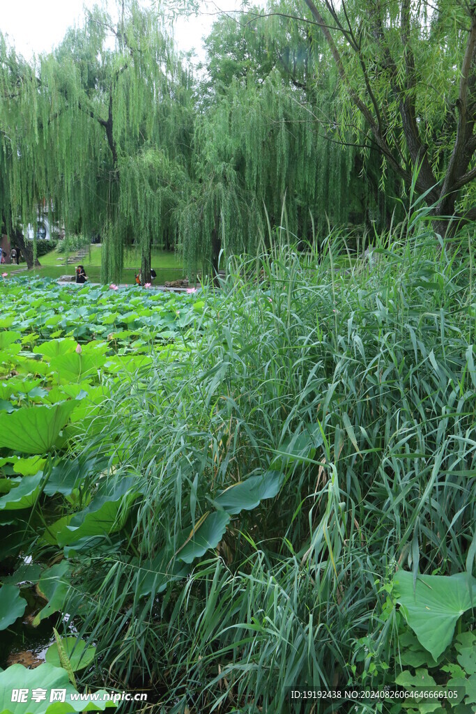 公园风景  