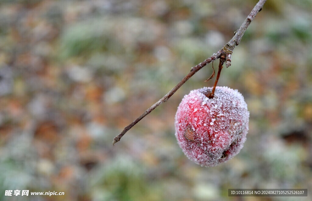 冻苹果