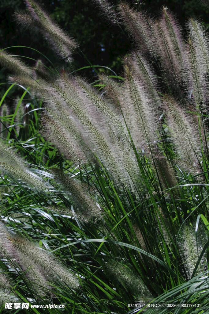 狼尾草  