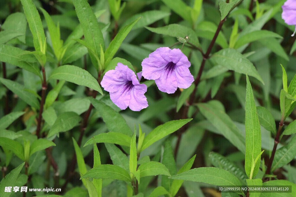 蓝花草