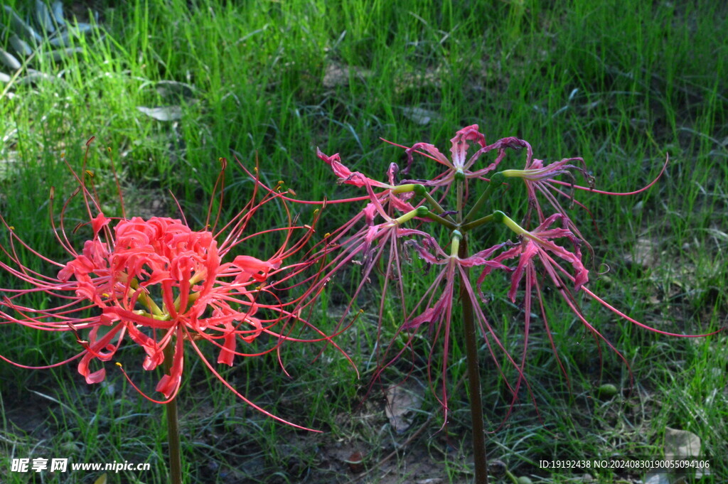 石蒜花 