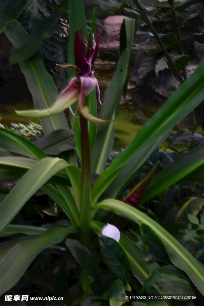 红花文殊兰 