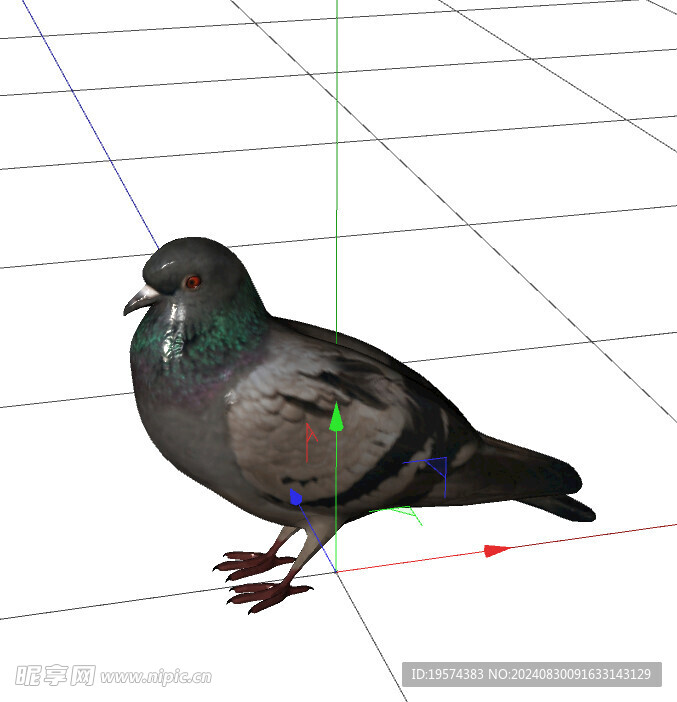 C4D模型 鸽子