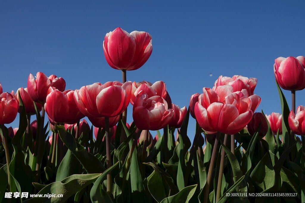 红色郁金香