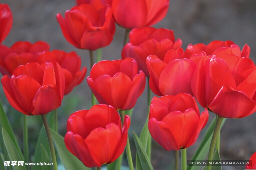 红色郁金香