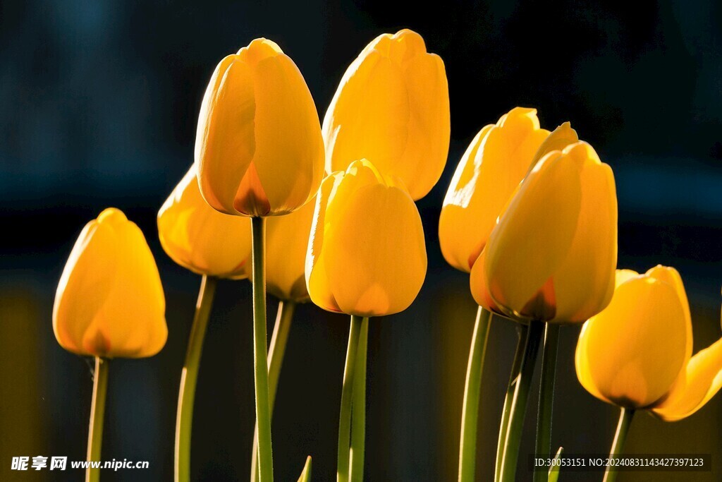 黄色郁金香