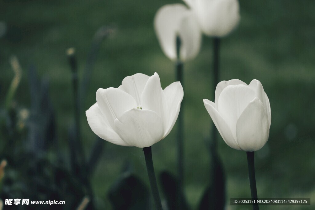 白色郁金香
