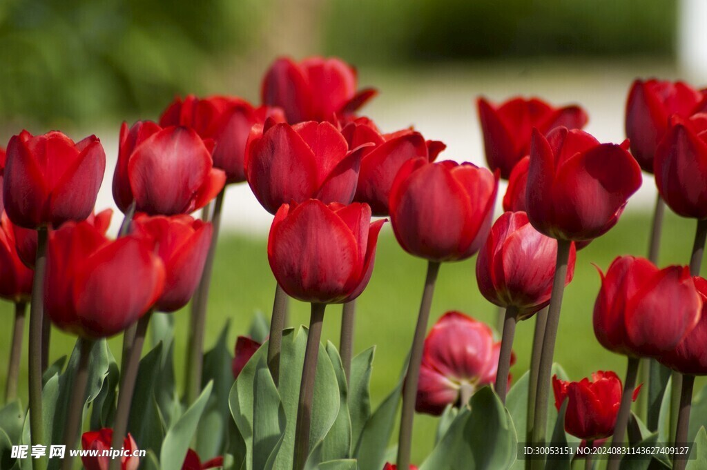 红色郁金香