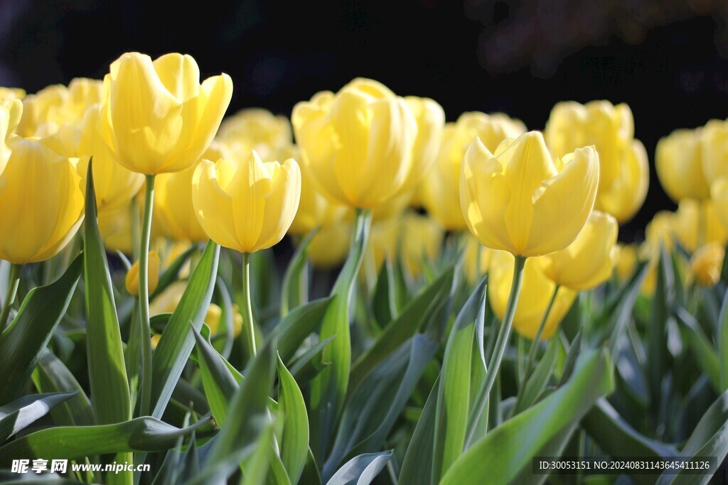 黄色郁金香