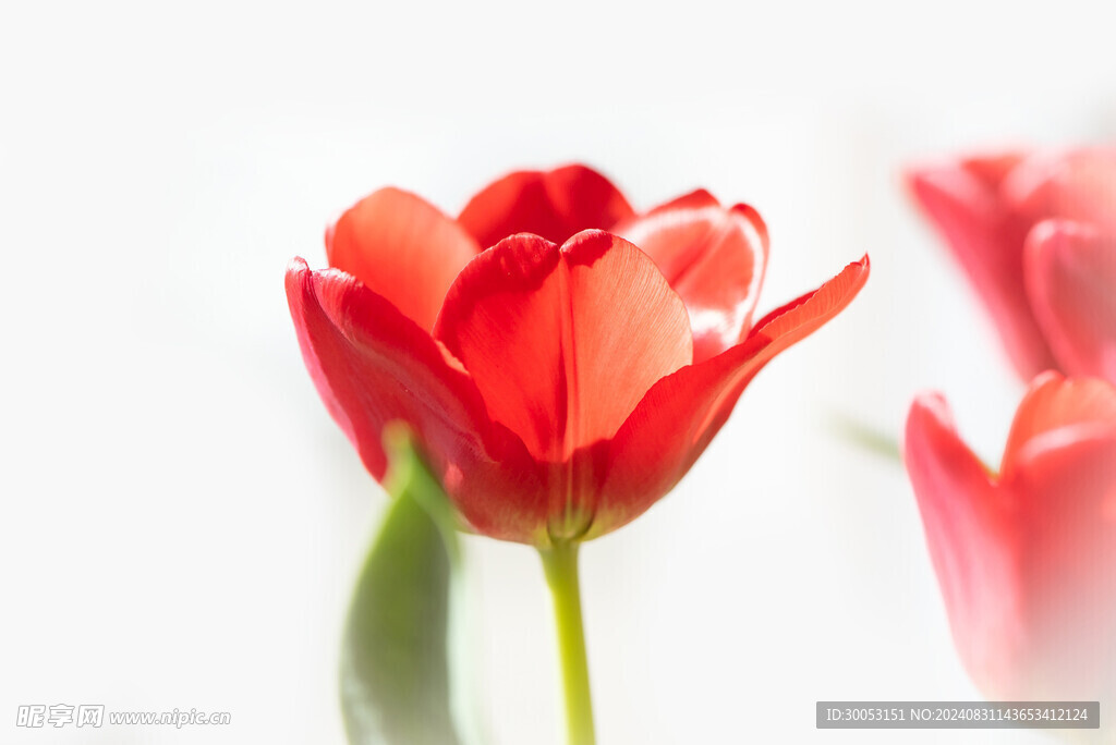红色郁金香 