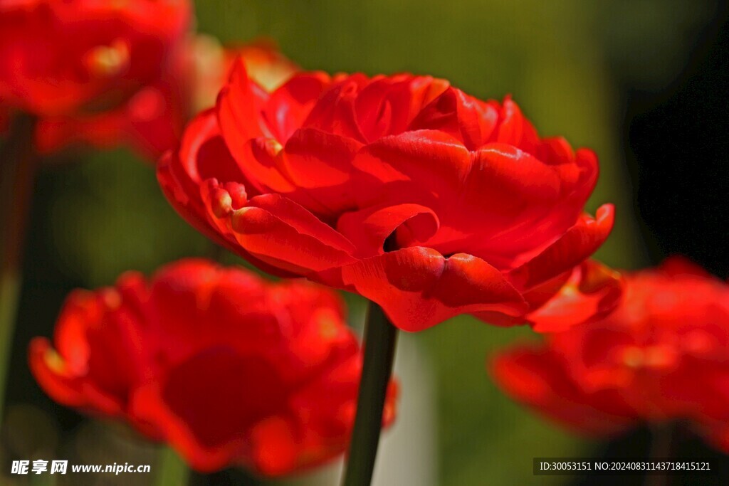 红色郁金香