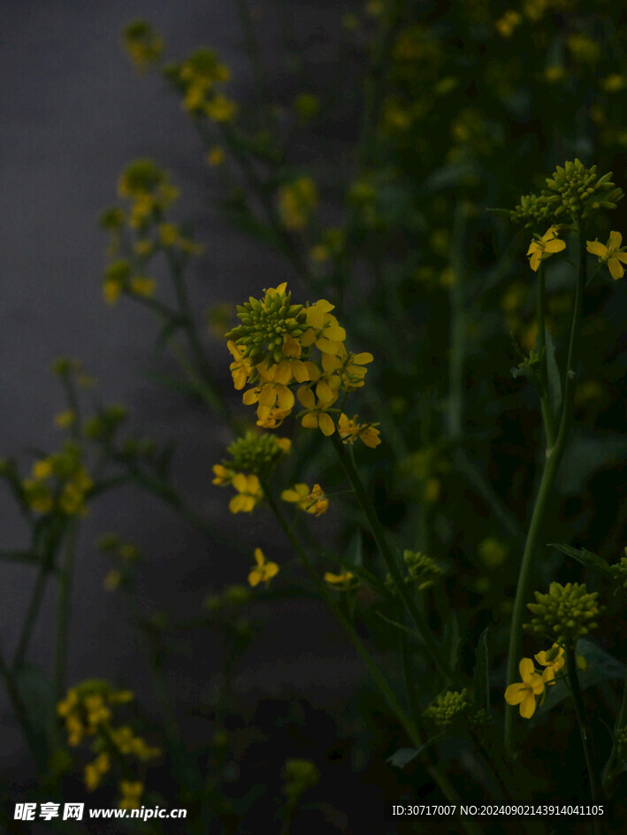黄色油菜花