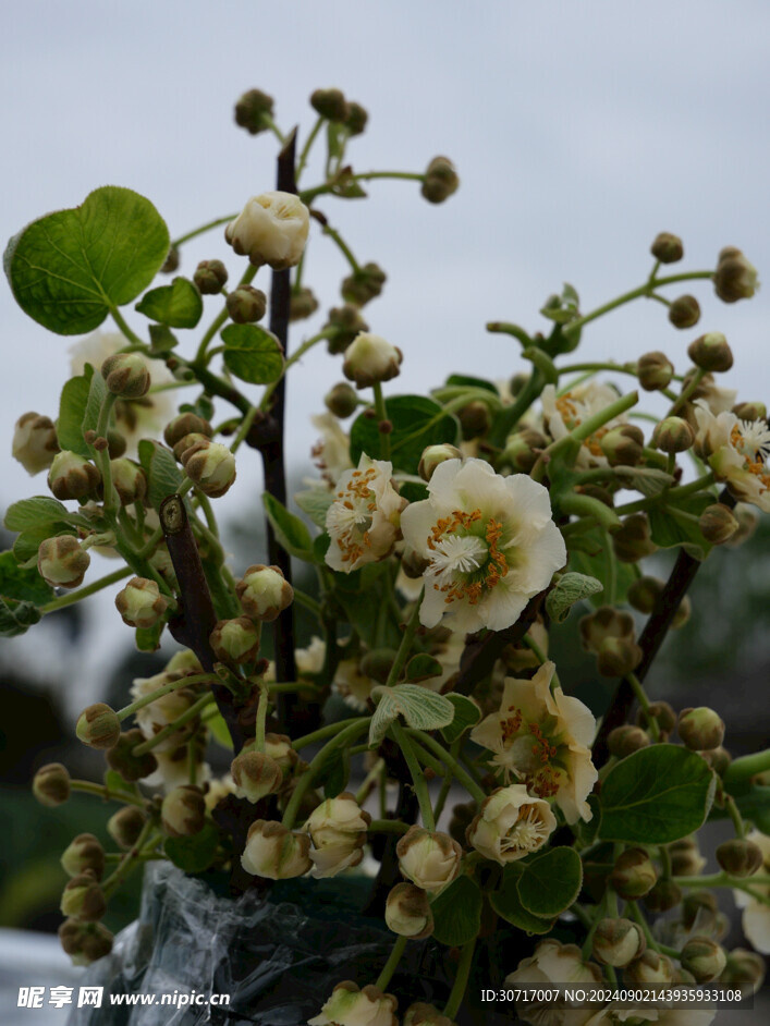 猕猴桃花摄影