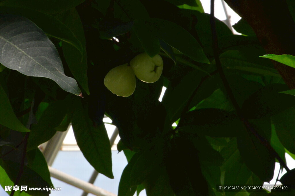 蒲桃果  