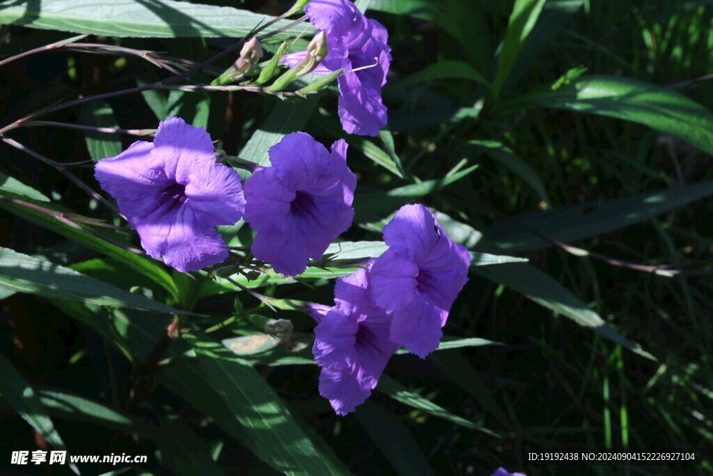 蓝花草 