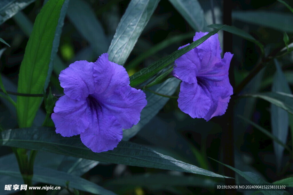 蓝花草  