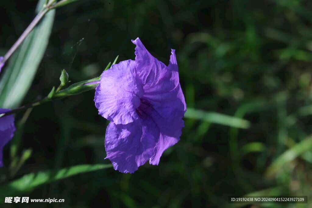 蓝花草 