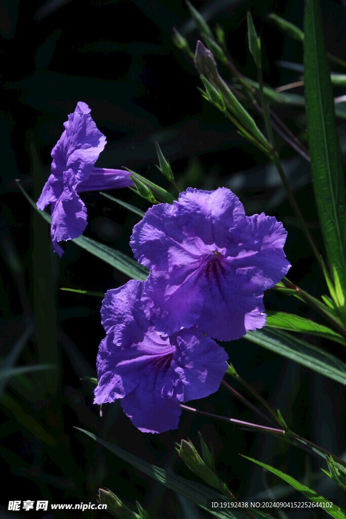 蓝花草  