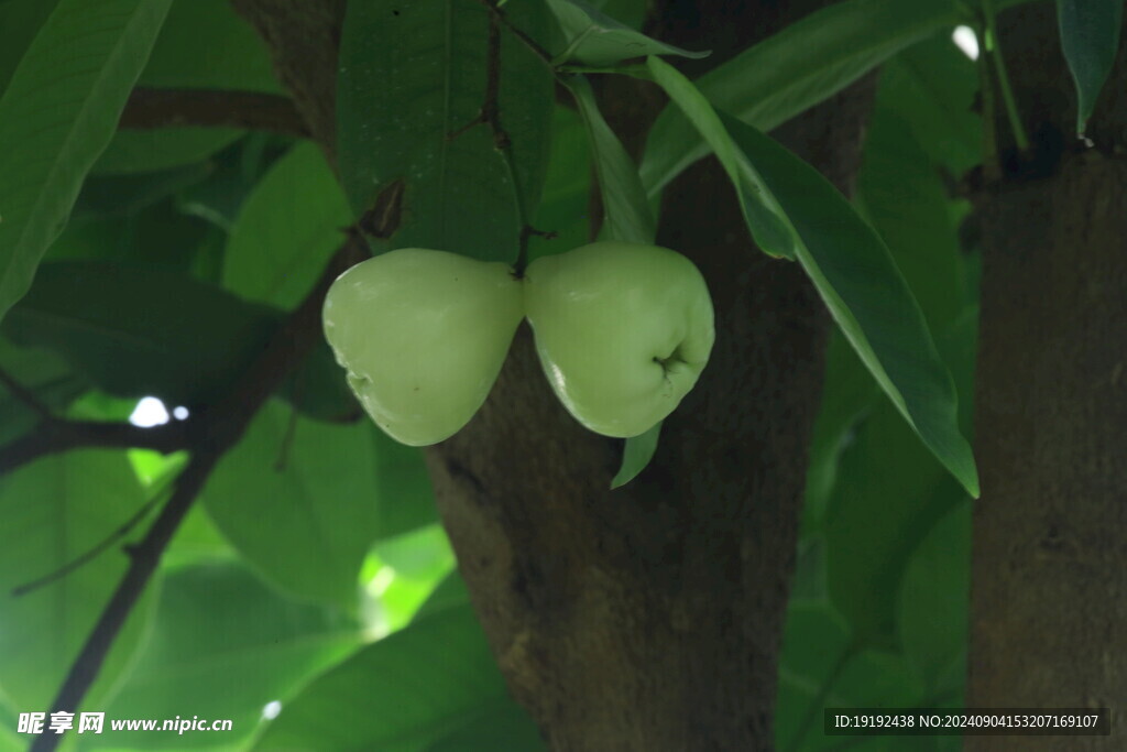蒲桃果 
