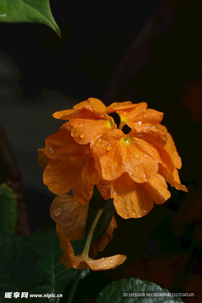 鸟尾花  