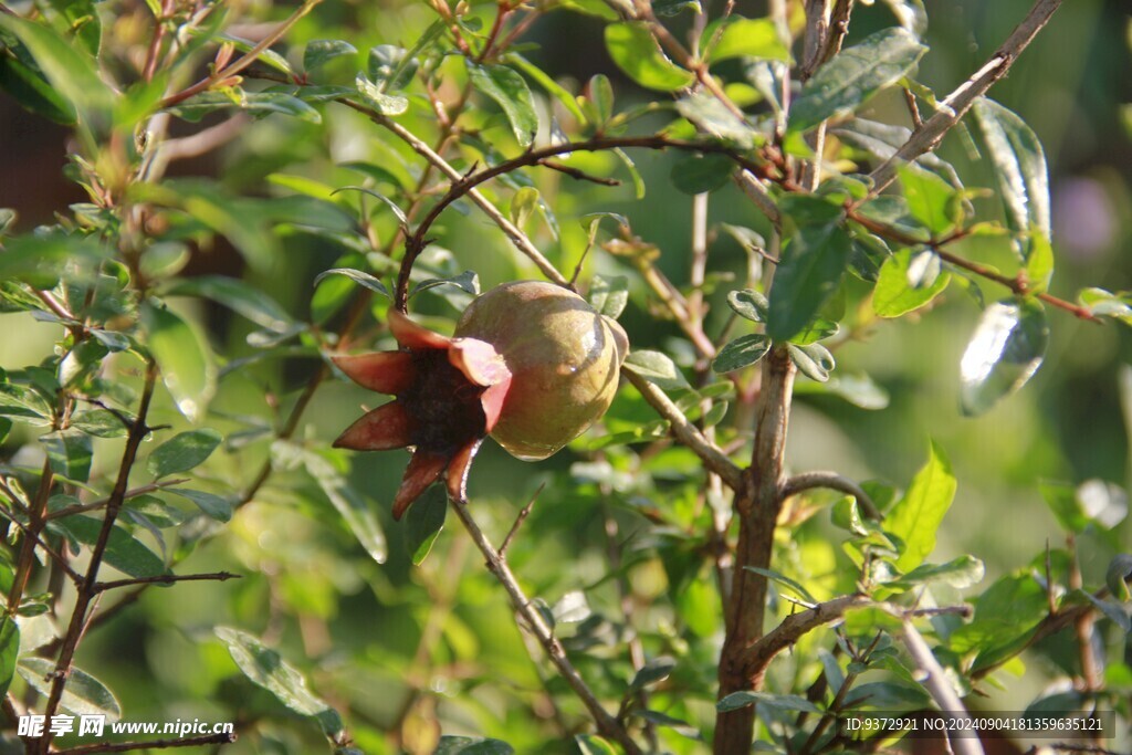 石榴树