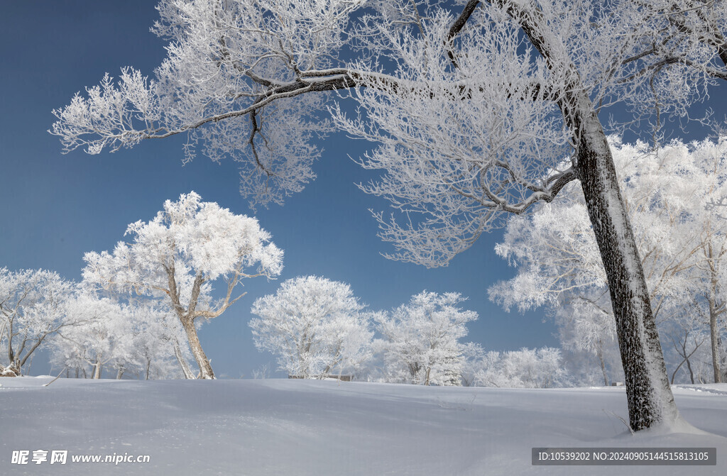 冬季雪景