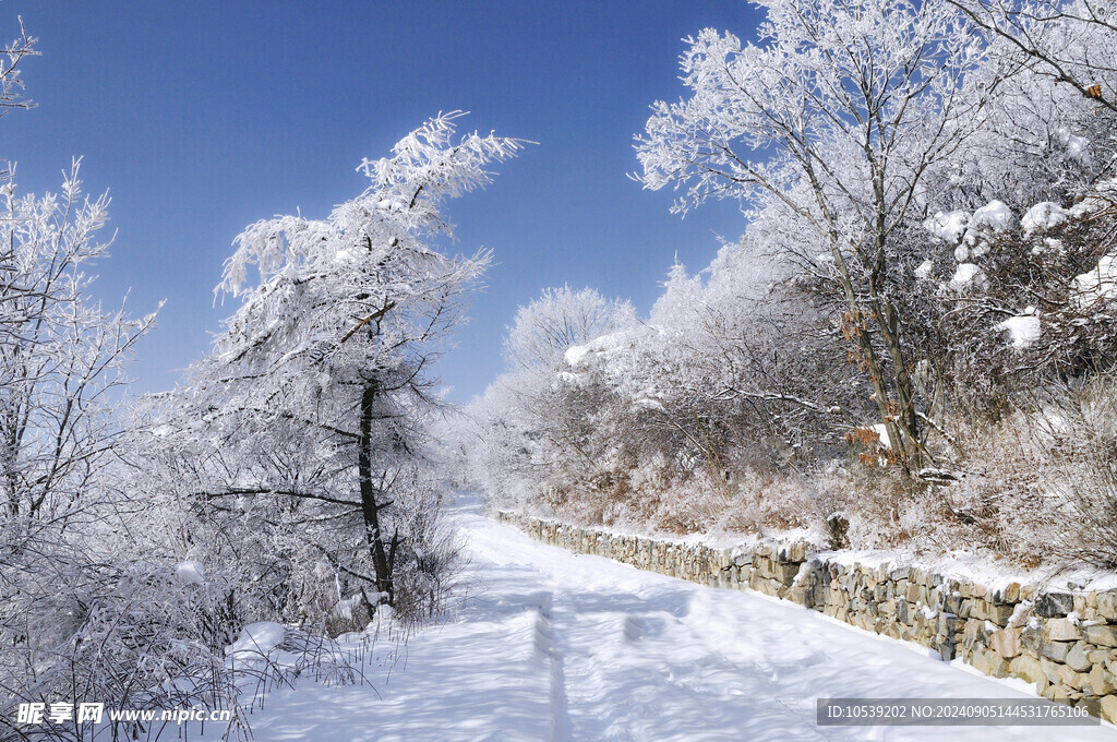 冬季雪景
