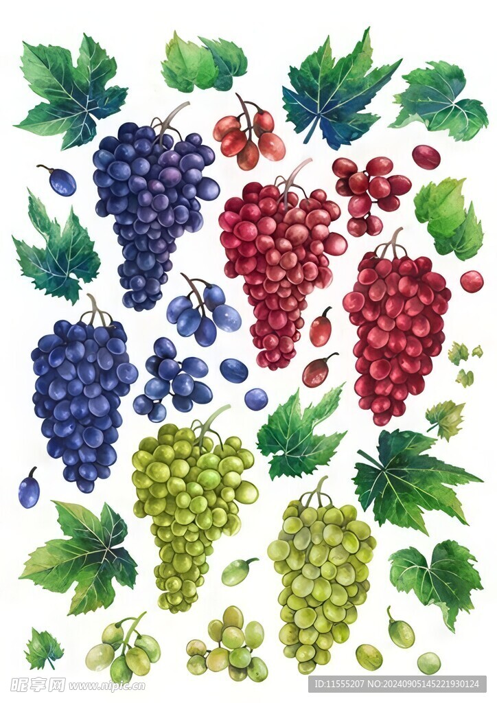 紫色葡萄叶子藤蔓植物水彩插画