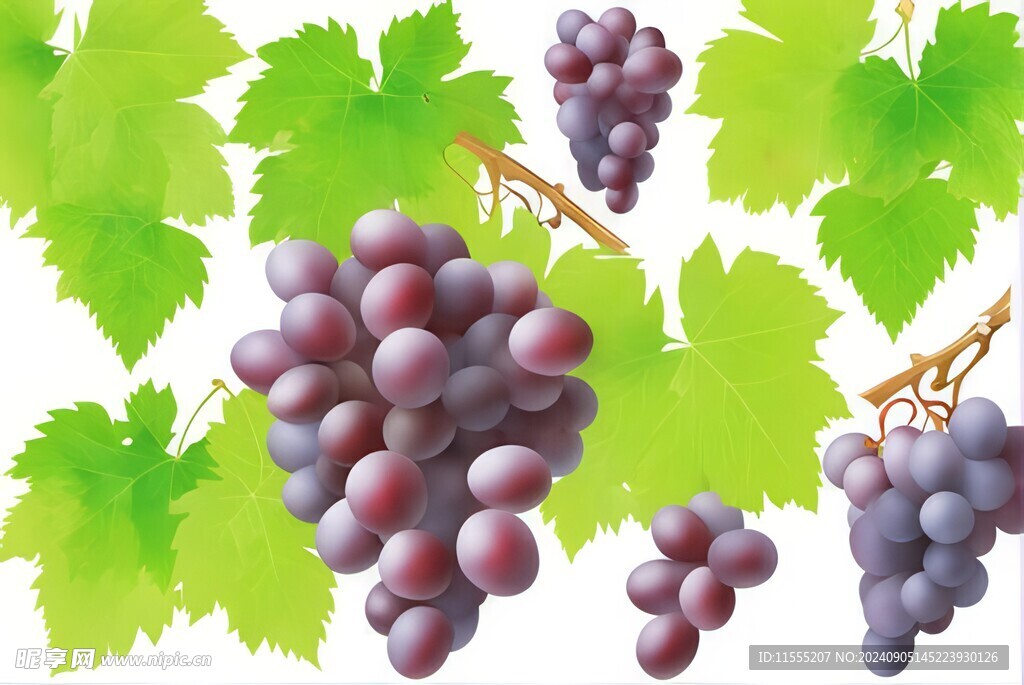 紫色葡萄叶子藤蔓植物水彩插画