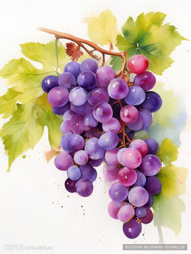 紫色葡萄叶子藤蔓植物水彩插画