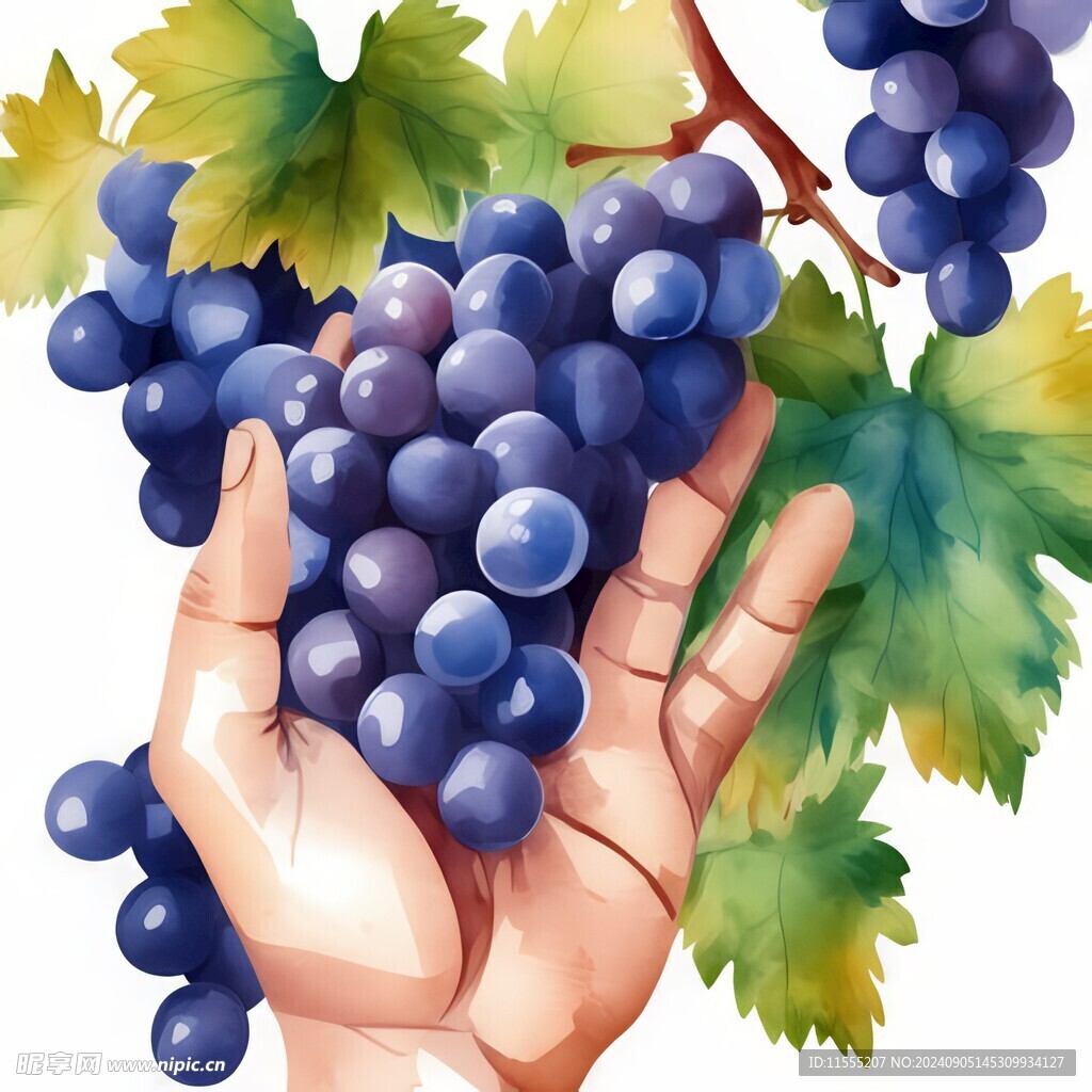 紫色葡萄叶子藤蔓植物水彩插画