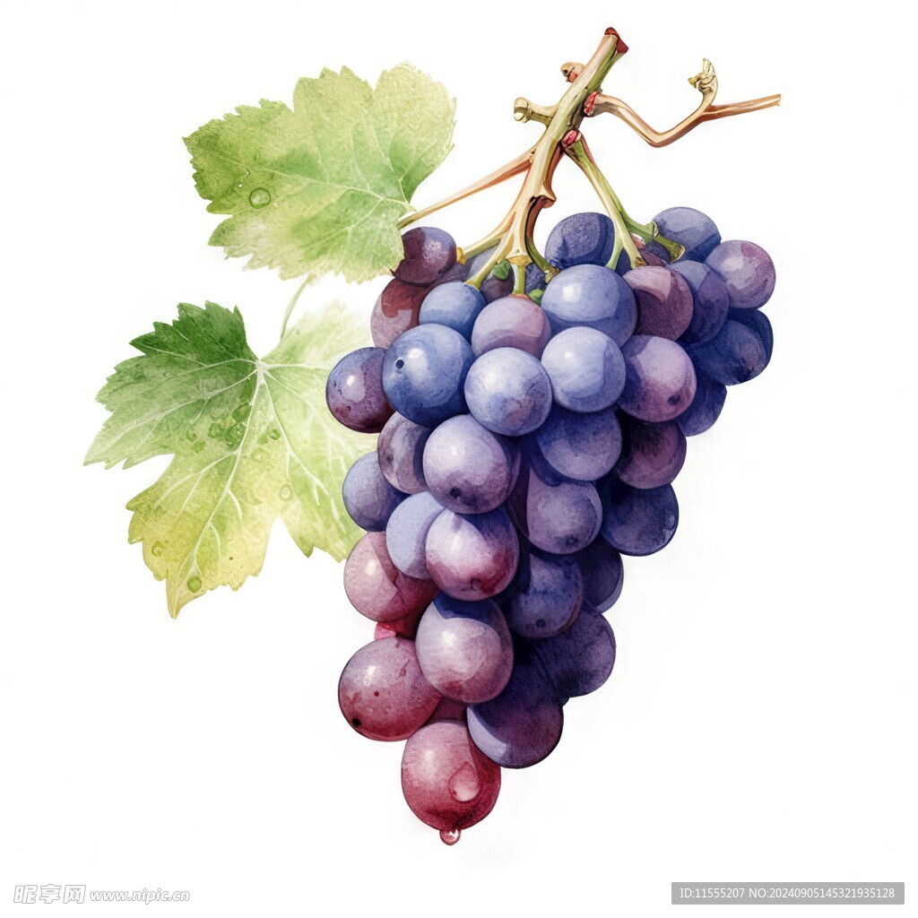 紫色葡萄叶子藤蔓植物水彩插画